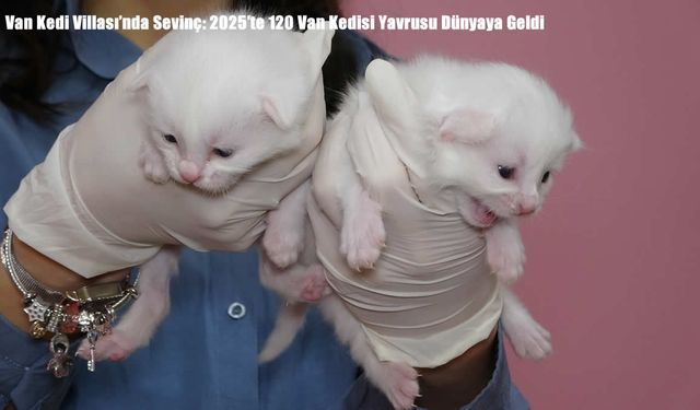Van Kedi Villası’nda Sevinç: 2025’te 120 Van Kedisi Yavrusu Dünyaya Geldi