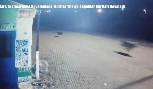 Kars’ta Zincirleme Kovalamaca: Kurtlar Tilkiyi, Köpekler Kurtları Kovaladı