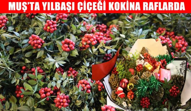 Muş’ta yılbaşı çiçeği kokinaya talep arttı: Şans ve bereket getirdiğine inanılıyor