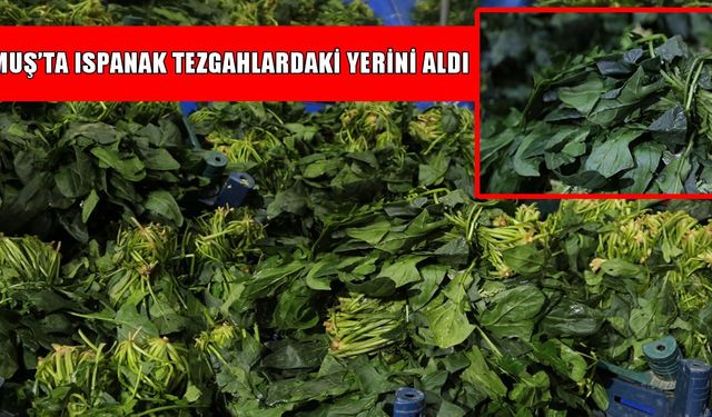 Muş’ta ıspanak satışları başladı