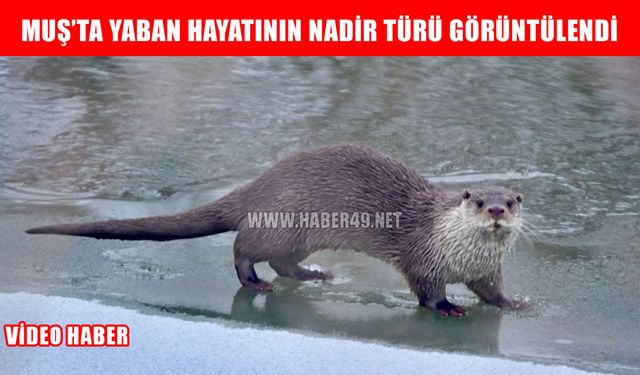 Muş’ta nehir kıyısında su samuru görüntülendi