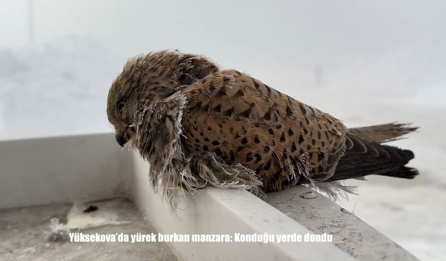 Yüksekova'da yürek burkan manzara: Konduğu yerde dondu