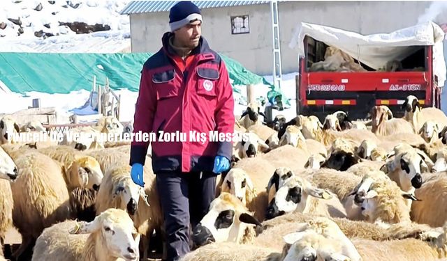 Tunceli’de Veterinerlerden Zorlu Kış Mesaisi