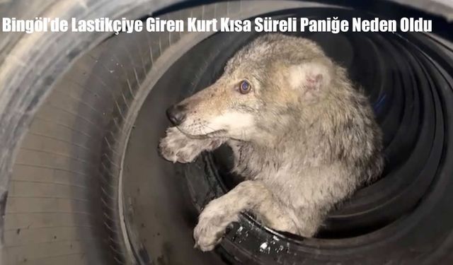 Bingöl’de Lastikçiye Giren Kurt Kısa Süreli Paniğe Neden Oldu