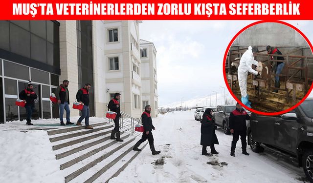 Muş’ta veterinerlerin kar mesaisi: Ahır ahır gezip ölümle yarışıyorlar!