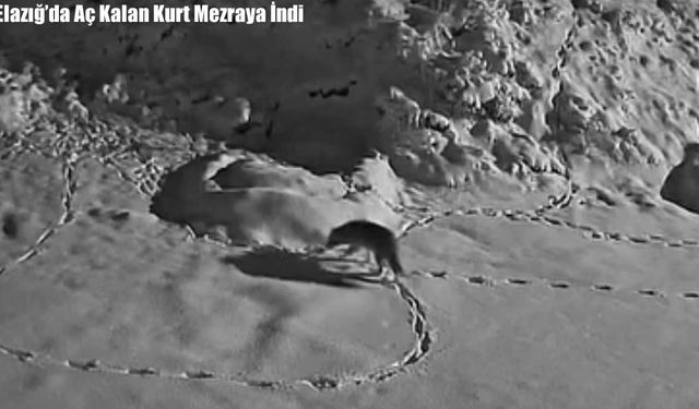 Elazığ’da Aç Kalan Kurt Mezraya İndi