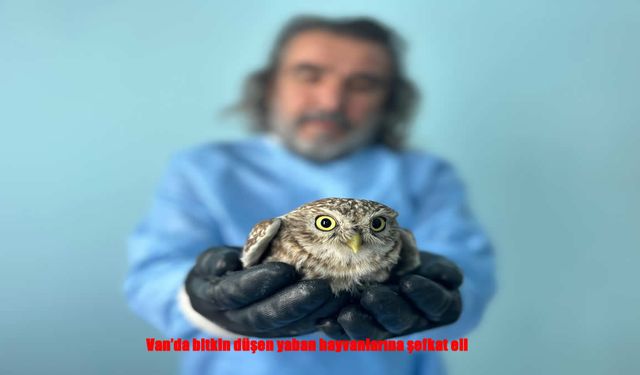 Van’da Yaban Hayvanlarına Umut Eli Uzandı