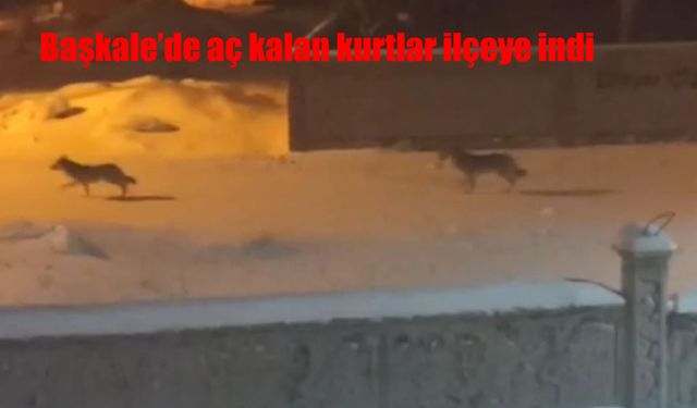Başkale'de aç kalan kurtlar ilçeye indi