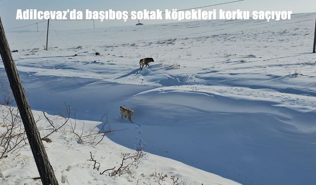 Adilcevaz'da başıboş sokak köpekleri korku saçıyor