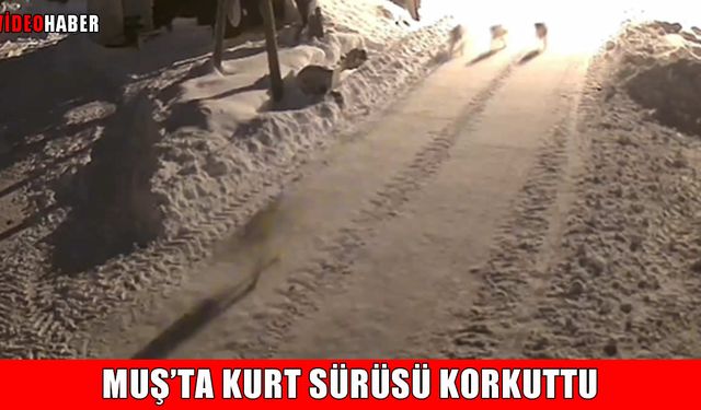 Muş’ta kurt alarmı: "Aç kalan kurtlar kapımızın önüne kadar geldi"