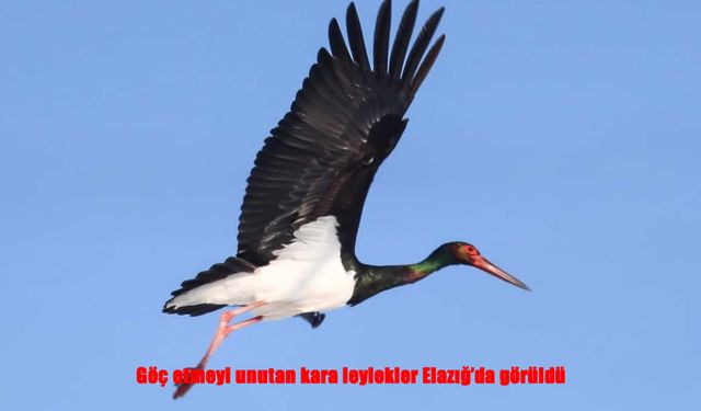 Kışın Ortasında Bahar Misafirleri: Kara Leylekler Elazığ’da Objektiflere Yansıdı
