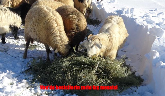 Van’da Besicilerin Karla Mücadelesi Sürüyor