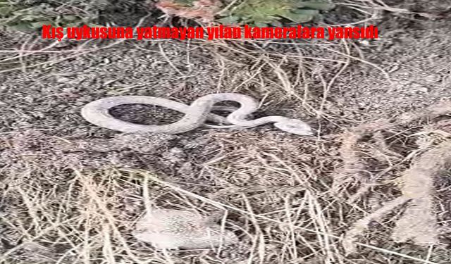 Kış uykusuna yatmayan yılan kameralara yansıdı
