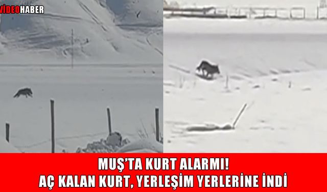 Muş’ta köye inen kurt paniğe neden oldu