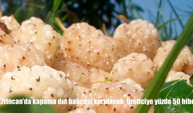 Erzincan’da kapama dut bahçesi kurulacak: Üreticiye yüzde 50 hibe