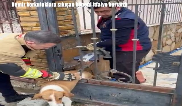 Hatay’da demir korkuluklara sıkışan köpeği itfaiye kurtardı