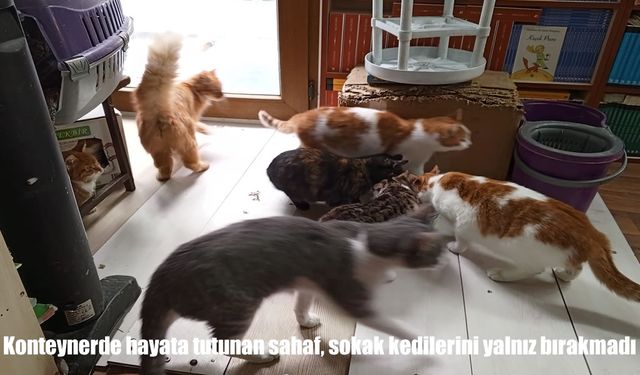 Konteynere taşınan Malatyalı sahaf Dede, sokak kedilerini unutmadı
