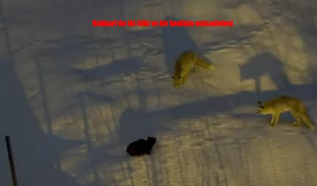 Hakkari’de Doğanın İlginç Anları: Kedi İki Tilkiye Geçit Vermedi