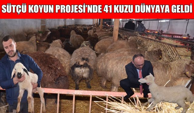 Muş Alparslan Üniversitesi’nde 'Sütçü Koyun' projesi başarıyla ilerliyor: İlk kuzular dünyaya geldi