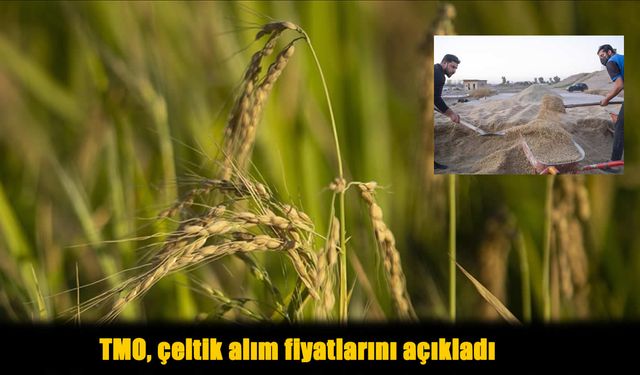 TMO beklenen çeltik alım fiyatlarını açıkladı: İşte rakamlar