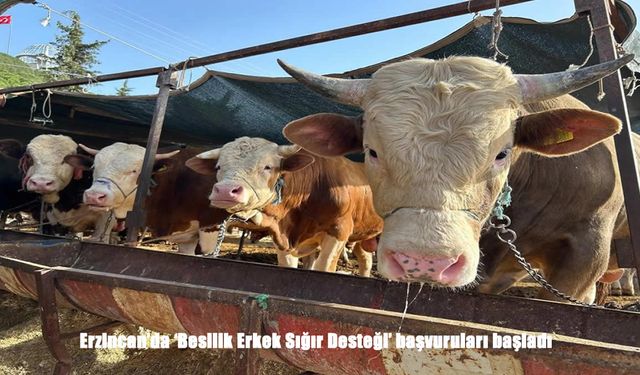 Erzincan’da Besilik Erkek Sığır Desteği için başvuru süreci başladı
