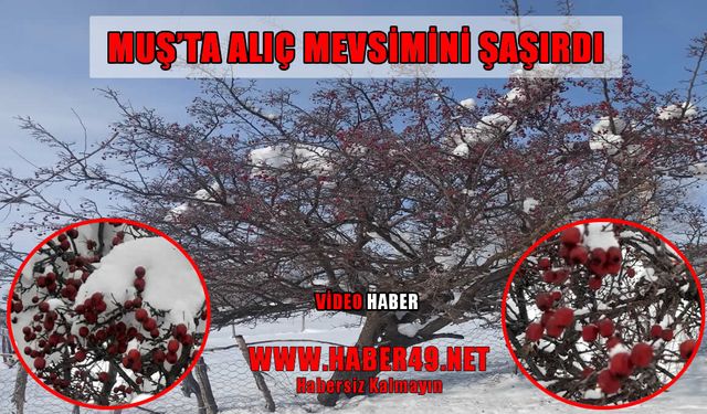 Muş’ta şaşırtan manzara: Ocak ayında meyve verdi