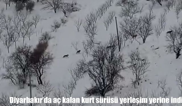 Diyarbakır’da aç kalan kurt sürüsü yerleşim yerine indi