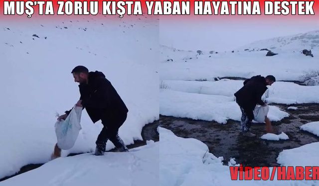 Muş'un zorlu kış günlerinde yaban hayvanlarına yem desteği