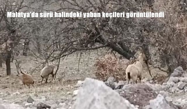 Malatya'da sürü halindeki yaban keçileri görüntülendi