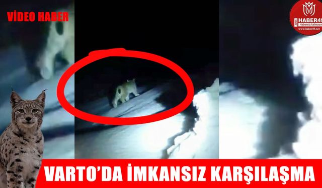 Varto’da gece yarısı inanılmaz karşılaşma: Nadir görülen o anlar kamerada