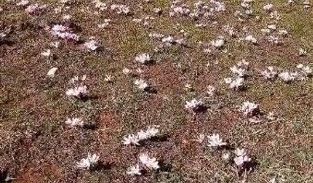 Pülümür Vadisi’nde Çiğdemler Erken Açtı