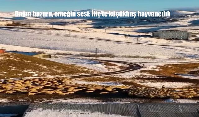 Dağın huzuru, emeğin sesi: İliç’te küçükbaş hayvancılık