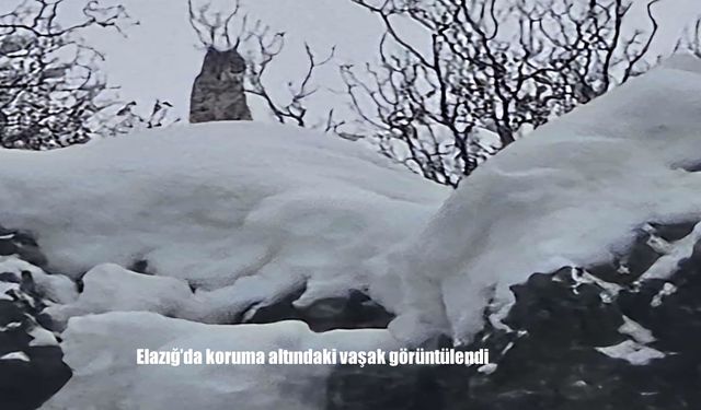 Elazığ'da koruma altındaki vaşak görüntülendi