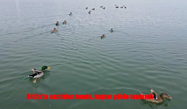 Bitlis’te soğuk hava sazlıkları dondurdu, kuşlar Van Gölü’ne yöneldi