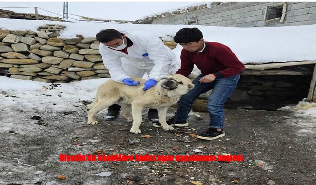 Kuduzla Mücadelede İlk Adım: Aşılama Başladı