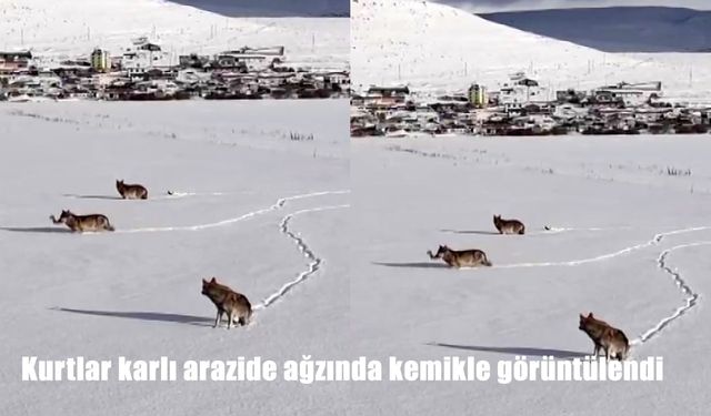 Kurtlar karlı arazide ağzında kemikle görüntülendi