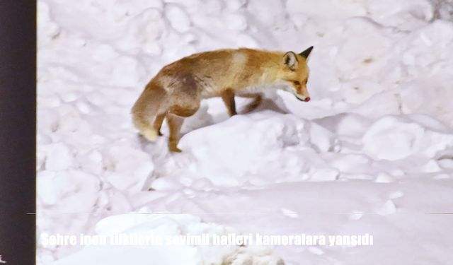 Şehre inen tilkilerin sevimli halleri kameralara yansıdı