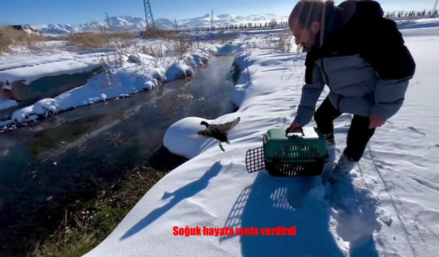 Tedavi edilen sakar meke yeniden kanat çırptı