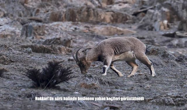 Hakkari’nin Eteklerinde Yaban Keçisi Sürüsü Görüntülendi