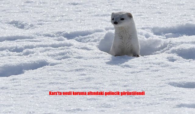 Kars’ta Beyaz Gelincik Kamerada