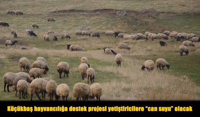 Küçükbaşta Yeni Dönem: Üreticiye Umut, Kırsala Nefes