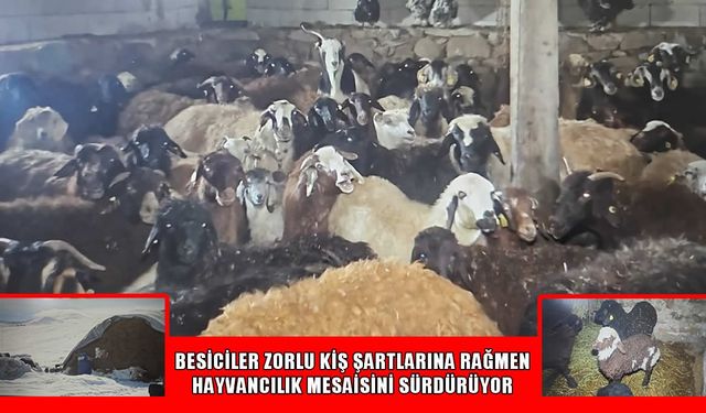 Bilican Dağı eteklerinde kar altında zorlu mesai