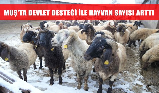 Muş'ta küçükbaş hayvan sayısı 1 milyonu geçti