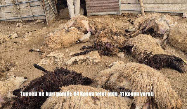 Tunceli'de kurt paniği: 64 koyun telef oldu, 11 koyun yaralı