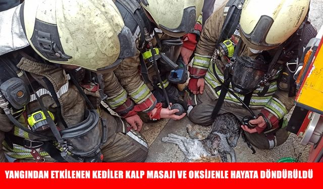 Ankara'da yangından etkilenen kediler kalp masajı ve oksijenle hayata döndürüldü
