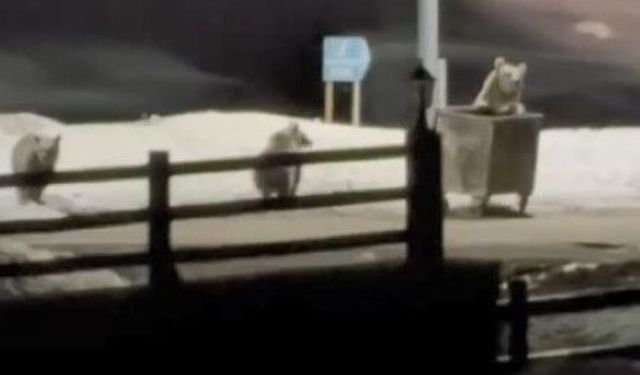 Kars’ta Anne Ayı ve Yavruları Çöp Ararken Görüntülendi