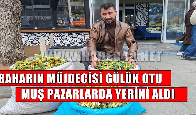 Muş’ta ‘Gülük Otu’ kilosu 100 liradan tezgahlarda yerini aldı