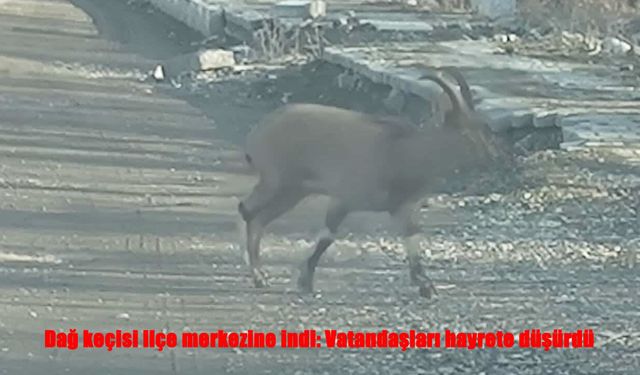 Dağ keçisi şehir merkezine indi, vatandaşlar şaşkına döndü