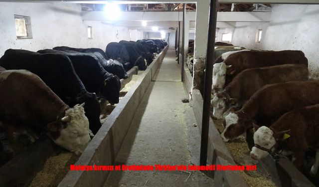 Malatya kırmızı et üretiminde Türkiye’nin lokomotif illeri arasında