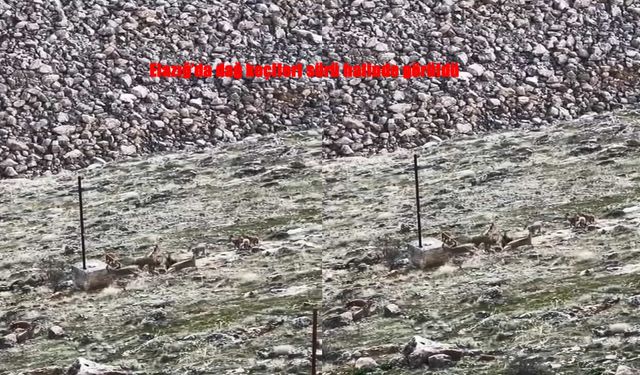 Elazığ'da Dağ Keçileri Görüntülendi